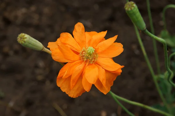 Prachtvolle Blume Aus Gelbem Ziermohn Frühsommer — Stockfoto