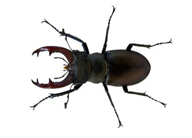 Erkek geyik böceği (Lucanus cervus) beyaz arka plan üzerinde izole