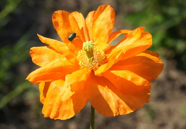 Insetos Visitam Flores Papoula Para Encontrar Comida — Fotografia de Stock