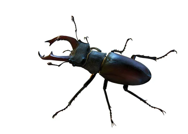 Mężczyzna Stag Beetle Lukan Cervus Białym Tle — Zdjęcie stockowe