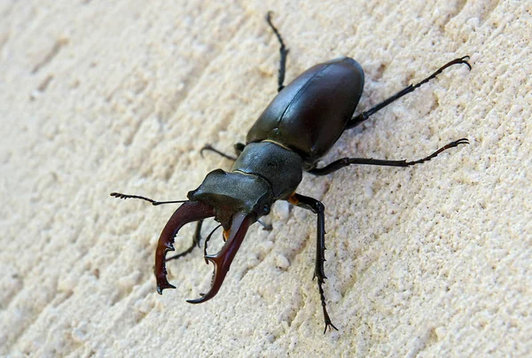 雄鹿甲虫 Lucanus 有扩大下颌类似鹿角 — 图库照片