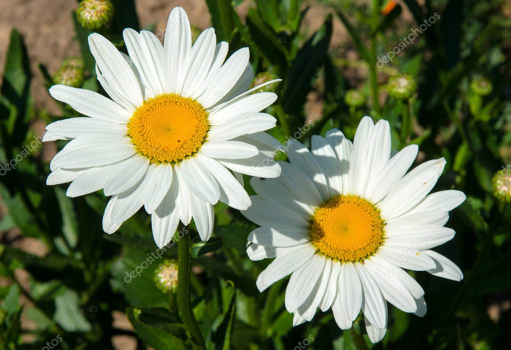 White chamomile is a beautiful ornamental plant