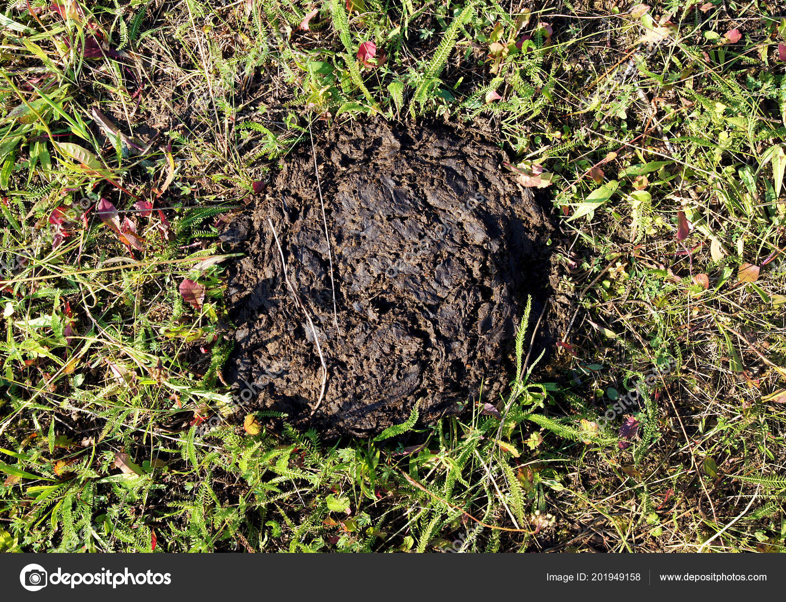 Cow Manure Pasture Good Fertilizer Plant Growth Stock Photo