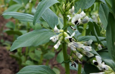 Bakla, fava fasulyesi, faba fasulye, alan bean, bell fasulye veya organik çiftlik tic fasulye (Vicia faba) erken yaz aylarında çiçek