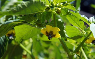 Cape bektaşi üzümü (Physalis peruviana) erken yaz aylarında organik çiftlik çiçek