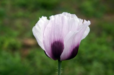 Erken yaz aylarında mor haşhaş çiçek (gelincik somniferum)