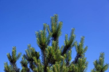Gökyüzü arka plan üzerinde geç ilkbaharda çam ağacının üstünde