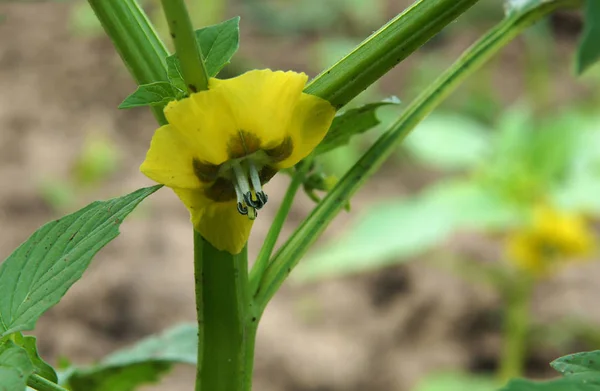 Λουλούδια Του Cape Φραγκοστάφυλο Physalis Peruviana Στις Αρχές Του Καλοκαιριού — Φωτογραφία Αρχείου