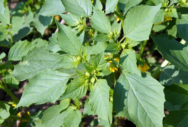 Flowers Cape Gooseberry Physalis Peruviana Early Summer Organic Farm — Stock Photo, Image