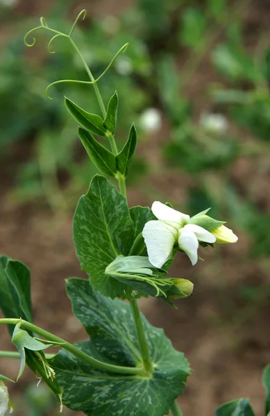 Flowers Pea Pisum Sativum Early Summer Organic Farm — Stock Photo, Image