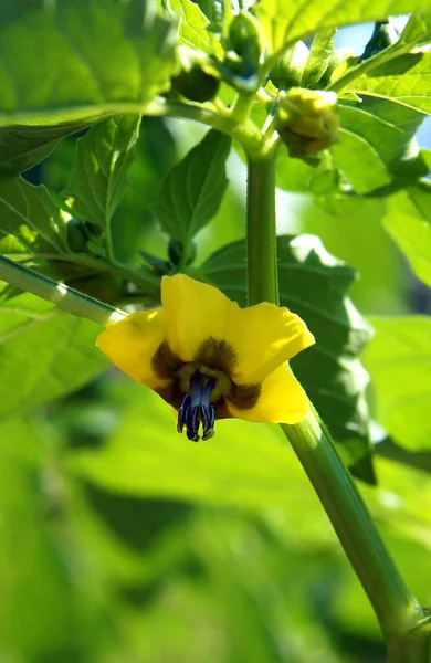 Kwiaty Cape Gooseberry Miechunka Peruwiańska Początku Lata Gospodarstwo Ekologiczne — Zdjęcie stockowe