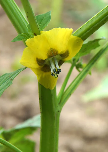 Λουλούδια Του Cape Φραγκοστάφυλο Physalis Peruviana Στις Αρχές Του Καλοκαιριού — Φωτογραφία Αρχείου