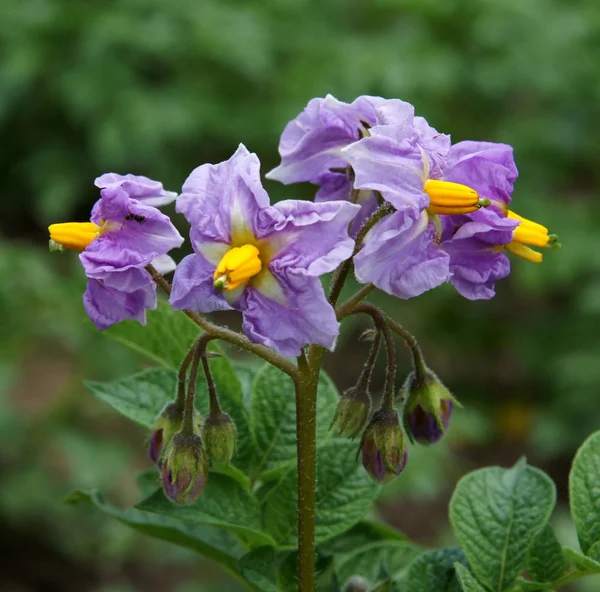 Flowers of potato in early summer on the organic farm
