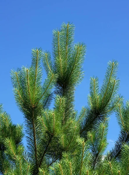 Gökyüzü arka plan üzerinde geç ilkbaharda çam ağacının üstünde