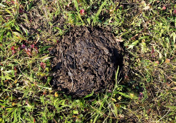 Koeienmest Weide Een Goede Meststof Voor Plantengroei — Stockfoto