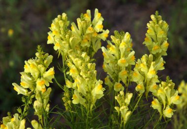 Ortak toadflax (Linaria vulgaris) bir çayırda çiçekler