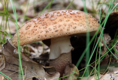 Bir vahşi ormanda Avrupa allık (Amanita rubescens)
