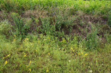 Çeşitli otlar alanları tarımsal ürün ile surround