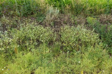 Çeşitli otlar alanları tarımsal ürün ile surround