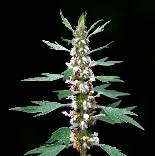 Květenství Motherwort Leonurus Glaucescens Izolované Černém Pozadí — Stock fotografie