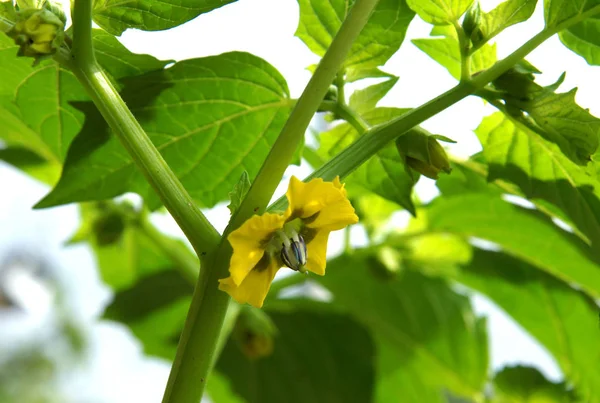 Flowers Cape Gooseberry Physalis Peruviana Early Summer Organic Farm — Stock Photo, Image