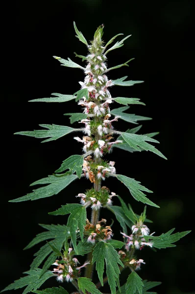 Květenství Motherwort Leonurus Glaucescens Jaře — Stock fotografie