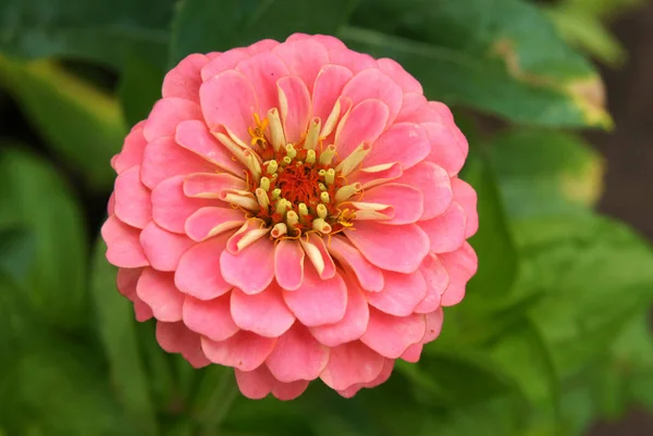 Bir Zinnia Çiçeği Onun Renkli Uzun Süreli Kütükler Için Yetiştirilen — Stok fotoğraf