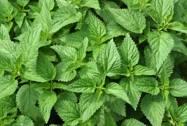 Verse Bladeren Van Brandnetel Het Voorjaar Als Een Natuurlijke Achtergrond — Stockfoto