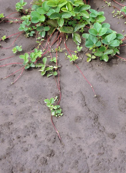 草莓发出跑步者从他们的植物 柔性长茎具小草莓植物在结束了 — 图库照片