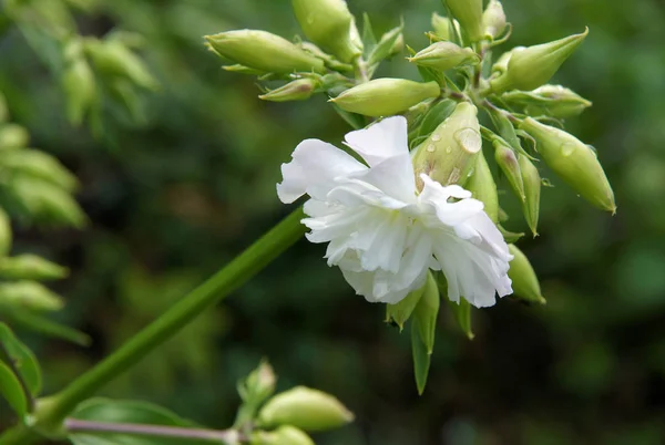 Saponaire Feuilles Roses Yucca Officinalis Saponaria Officinalis Fleurs Avec Gouttes — Photo