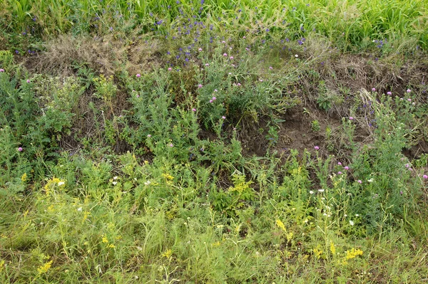 Verschillende Onkruid Omgeven Door Velden Met Landbouwgewassen — Stockfoto