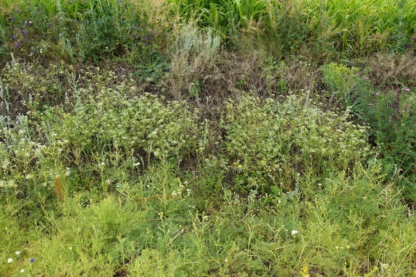 Çeşitli otlar alanları tarımsal ürün ile surround