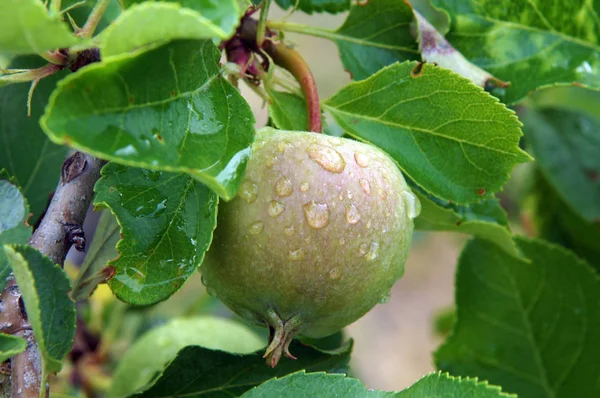 Verse Appel Een Tak Met Druppels Water Een Regen — Stockfoto