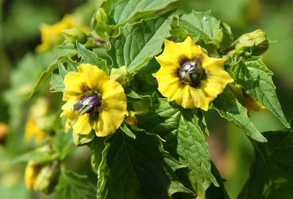 Λουλούδια Του Cape Φραγκοστάφυλο Physalis Peruviana Στις Αρχές Του Καλοκαιριού — Φωτογραφία Αρχείου