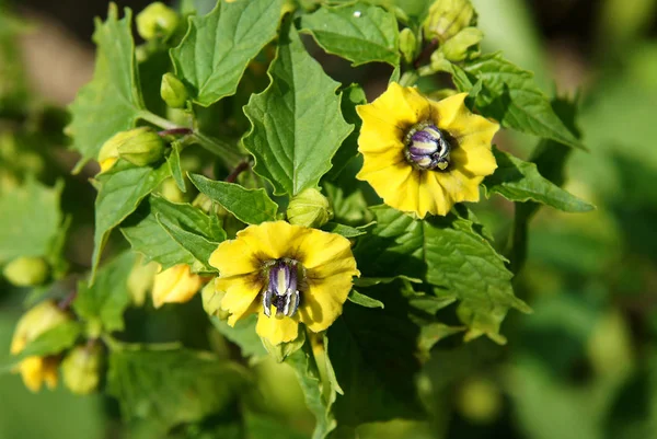 Blommor Cape Krusbär Physalis Peruviana Början Sommaren Den Ekologiska Gården — Stockfoto