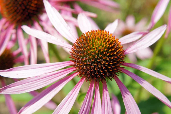 Żywe Kwiaty Echinacea Purpurea Znany Również Jako Jeżówka — Zdjęcie stockowe