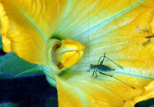 Zelená Kobylka Dýňové Květina Časném Létě Ekologické Farmě — Stock fotografie