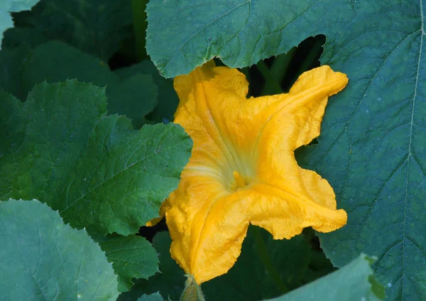 Yazın başlarında organik çiftlikte balkabağı çiçeği