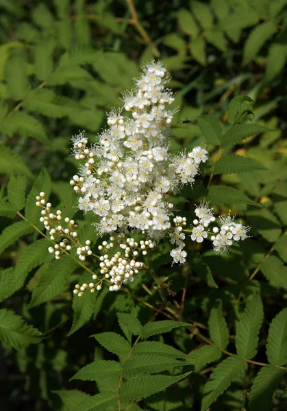 Свежее Соцветие Китайского Сумака Rhus Chinensis — стоковое фото