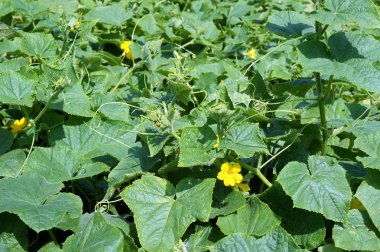 Bahçede büyüyen salatalık bitki (Cucumis sativus)