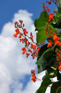 Beautiful flowers of Runner Bean Plant (Phaseolus coccineus) growing in early summer on the organic farm clipart