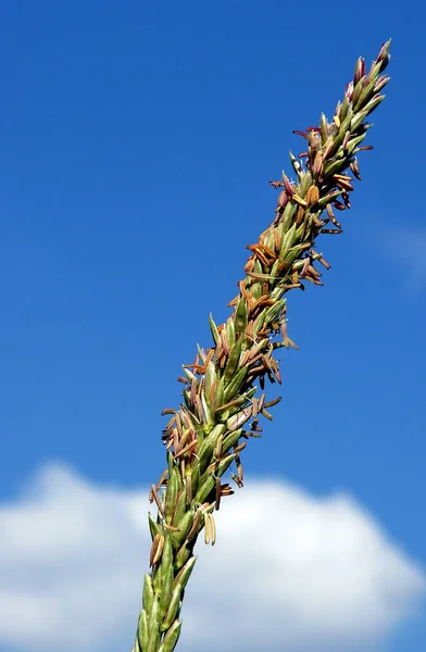 许多小雄花的玉米组成的雄性花序称为流苏 — 图库照片