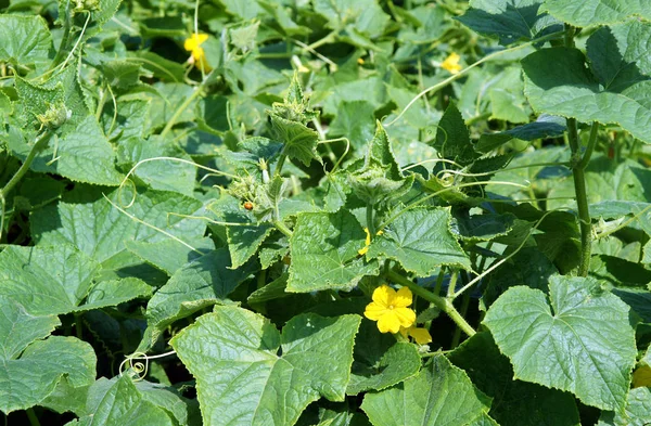 Растение Огурца Cucumis Sativus Растет Саду — стоковое фото