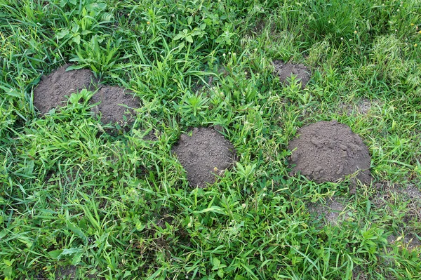 Kretowiska Trawie Zniszczyć Równomiernie Trawnik Ogrodzie — Zdjęcie stockowe