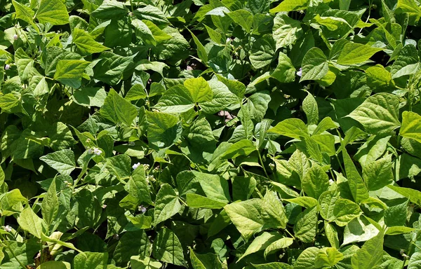 Bellissimi Fiori Della Pianta Fagioli Corridori Phaseolus Coccineus Che Crescono — Foto Stock