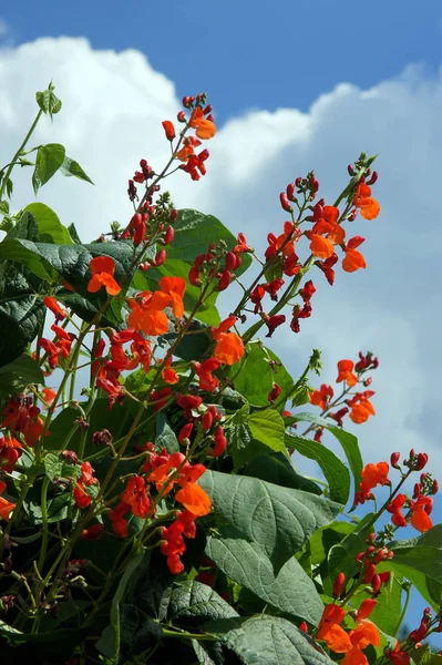Beautiful Flowers Runner Bean Plant Phaseolus Coccineus Growing Early Summer — Stock Photo, Image