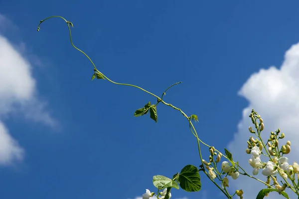 Güzel Çiçekler Runner Bean Erken Yaz Aylarında Organik Çiftlikte Büyüyen — Stok fotoğraf