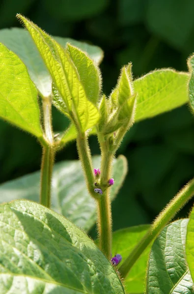 Giovani Piante Soia Con Piccoli Fiori Sul Campo Coltivato Soia — Foto Stock