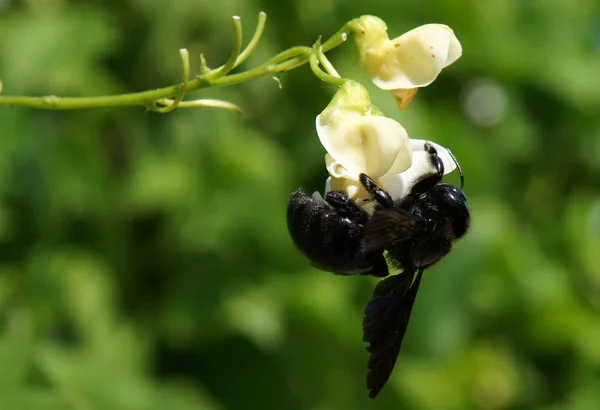Zimmermannsbiene Auf Blüten Der Bohnenpflanze Phaseolus Coccineus — Stockfoto