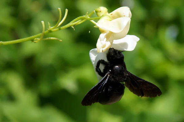 Плотниковая Пчела Цветах Растения Бегущей Фасоли Phaseolus Coccineus — стоковое фото